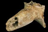 Pleistocene Aged Fossil Bison Skull Section with Horn - Kansas #150448-5